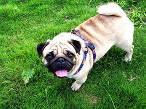 巴哥新爆料明哥视频大全,揭秘明哥视频大全背后的惊人真相