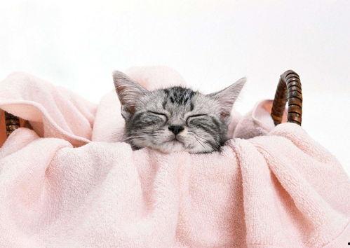 网红猫吃贝贝瓜图片高清,高清镜头捕捉贝贝瓜美味瞬间  第1张 网红猫吃贝贝瓜图片高清,高清镜头捕捉贝贝瓜美味瞬间  第1张